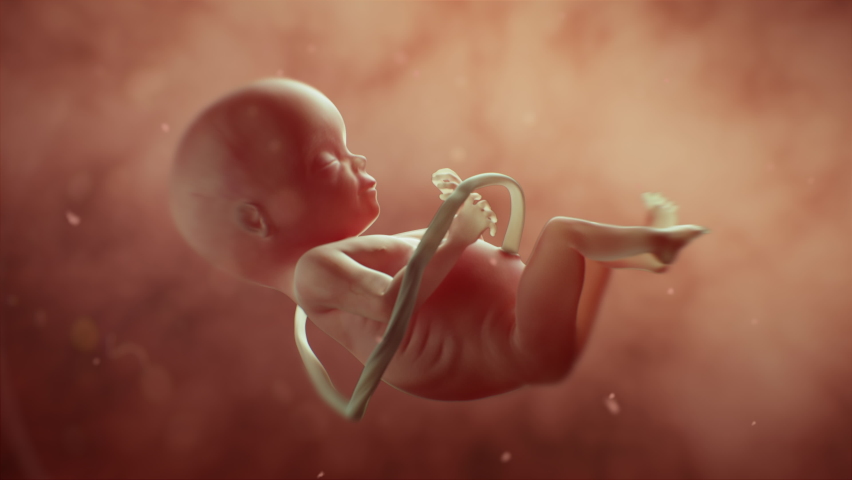 Human Fetus Moving Slowly In Mother’s Womb. Science And Health Related Beautiful Realistic High Quality 4K  3D Animation. Royalty-Free Stock Footage #1083310978