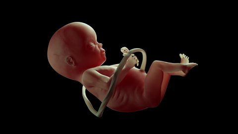 Human Fetus Moving Slowly In Mother’s Womb. Beautiful Realistic High Quality 4K 3D Animation Alpha.