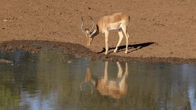 Alert impala antelopes (Aepyceros melampus) drinking water, Mokala National Park, South Africa