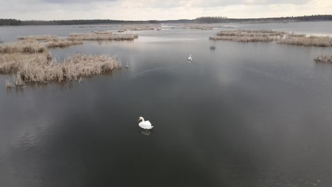 White swans swim in the lake. Aerial view from a drone, autumn landscape with lake view and a married couple of beautiful white swans in their natural habitat.