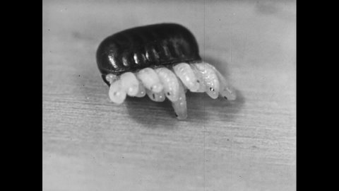 1950s: American cockroach exits a box. It scurries on a patterned floor. Cockroach egg case. Cockroach nymphs push open the egg case.