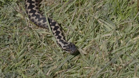 Adder Snake  Poking Tongue Out