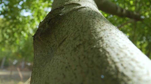 Walnut Tree Branch Close Up 