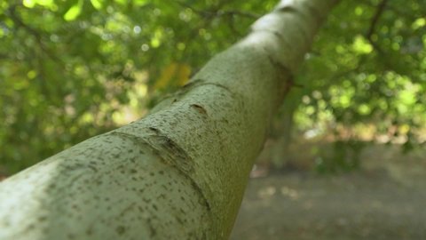 Walnut Tree Branch Close Up 