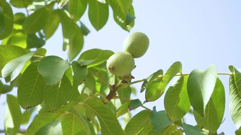 Green Walnut on the Walnut Tree