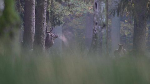 Red deer roaring in forest with breath cloud with fallow deers in the background, rutting time, autumn, muensterland, germany, (cervus elaphus, dama dama)
