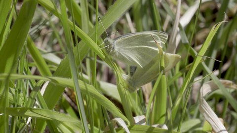 Large White Butterflies Mating in Grass
