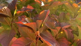 Golden and pink leaves on a hydrangea bush in an autumn park through the bright sun's rays.  For video presentation, background,  advertising.