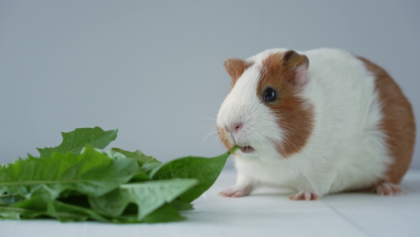 Close up view 4k stock video footage of cute domestic white and brown guinea pig happy eating fresh green leaves