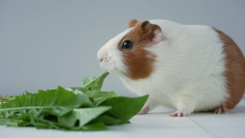 Close up view 4k stock video footage of cute domestic white and brown guinea pig happy eating fresh green leaves