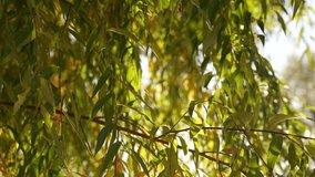 Close-up view slow motion 4k stock video footage of beautiful colorful autumn green and yellow leaves of weeping willow trees isolated on sunny clear blue sky background