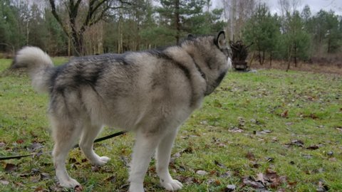 A Malamute dog howls in slow motion