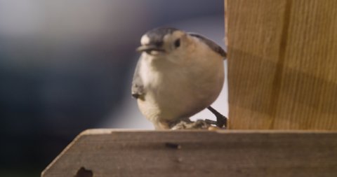 White-Breasted Nuthatch Holding Seed In Its Mouth On Bird Feeder In Pennsylvania, U.S.A., In Late Autumn