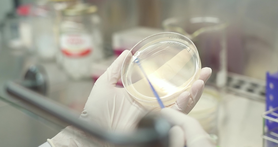 Scientist wearing gloves inoculates a Petri dish in a laboratory with bacteria Royalty-Free Stock Footage #1083321433