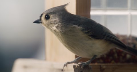 Tufted Titmouse Sitting On A Bird Feeder, In Pennsylvania, U.S.A., In Late Autumn