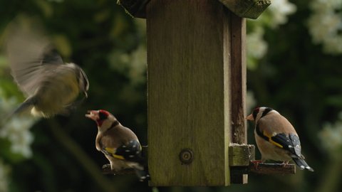4K video clip of birds, two European Goldfinches and a blue tit fighting over and eating seeds, sunflower hearts, from a wooden bird feeder