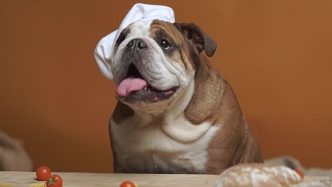 English purebred bulldog in a white chief cap in front of table with vegetables. Domestic animal, healthy food and cooking concept. Vegan diet.