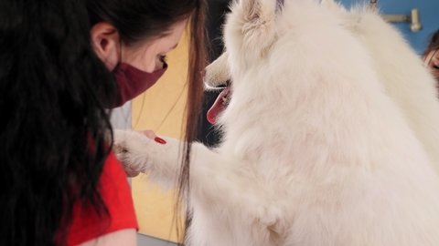 A female groomer combs a Samoyed husky dog with a comb. A big dog in a barber shop.