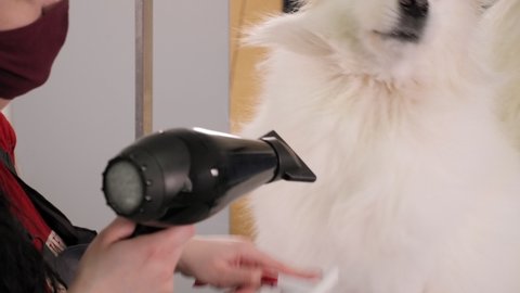 A female groomer cuts a Samoyed dog and dries her hair with a hairdryer on a grooming table in a beauty salon for dogs.