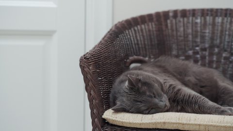 Cat relaxing on rattan wicker chair with cushion in living room. Big gray cat sleeping at home. High quality 4k footage