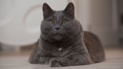Gray cat portrait, big cat relaxing on the floor close up. High quality 4k footage