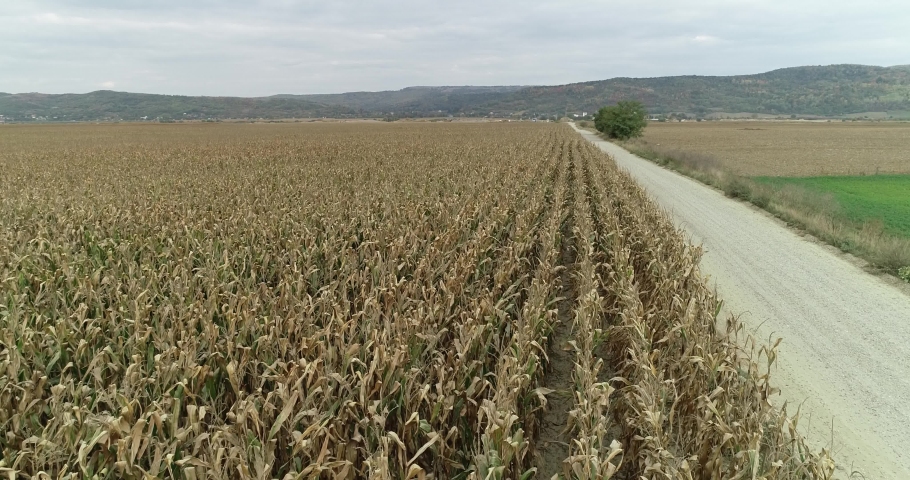 Aerial view of beautiful green and golden corn field and car running along the plantation, Bio agriculture maize plantation golden stems healthy corn stems, Drone shot of massive corn farm outdoor