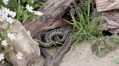 Adder Dance. Male Adders Dancing or Fightin for Dominance.