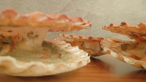 Live bivalve mollusks open shells lying in light studio
