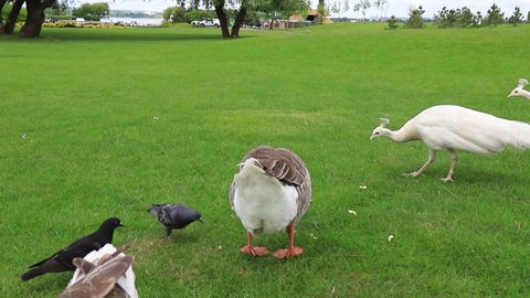 Beautiful perigord geese walk on green lawn in summer on goose farm. Gray geese, French foie meat delicacy, poultry on the farm in village. Waterfowl hunting