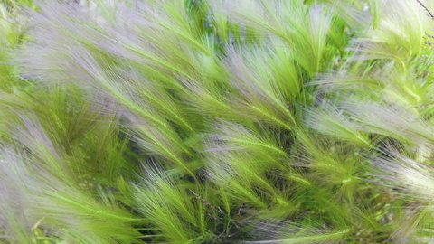 What a charm! - my companion exclaimed when she saw a spring young fluffy Feather grass (Silk grass, Stipa) during a walk in the steppe (prairie), Abakan steppe, Khakassia, Middle Siberia,
