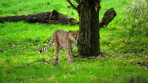North African Cheetah Walking, Rare Endangered Big Cat