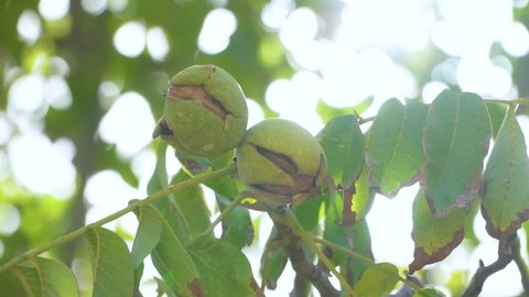 Cracked Green Shell walnuts on the tree. Walnuts on the branch. Nuts on the tree
