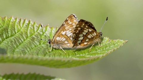 Duke of Burgundy Butterflies Mating