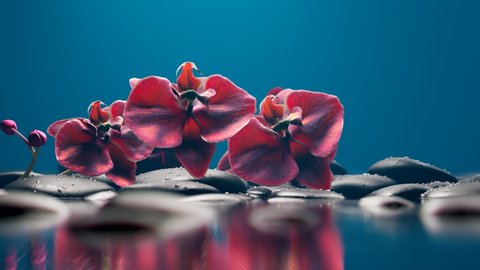 Branch of blooming pink orchid flowers above the water surface. Clean close-up shot with DOF. Purple phalaenopsis orchid. Floral background perfect for spa, valentines day, mother's day.
