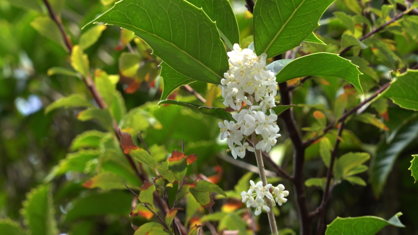 Flowers of holly olive - Osmanthus heterophyllus - are in bloom in Fukuoka city, JAPAN. Without sounds