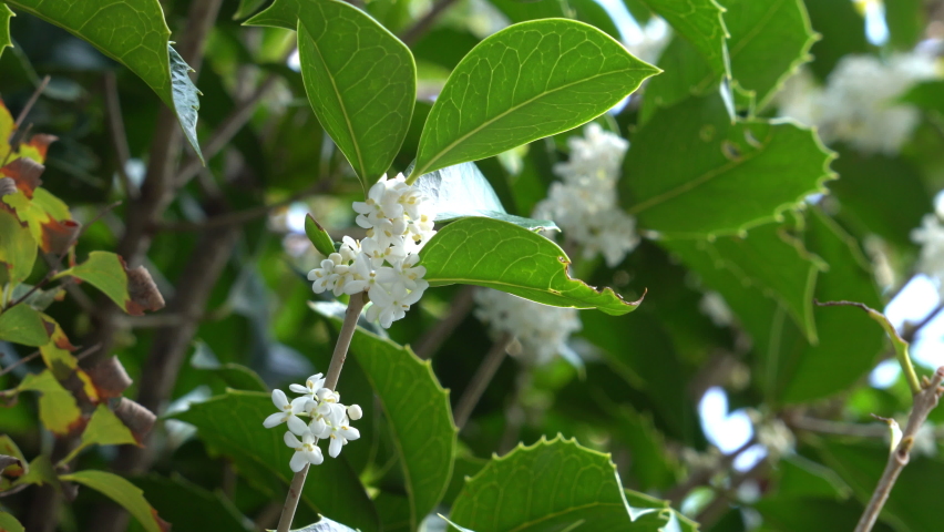 Flowers of holly olive - Osmanthus heterophyllus - are in bloom in Fukuoka city, JAPAN. Without sounds