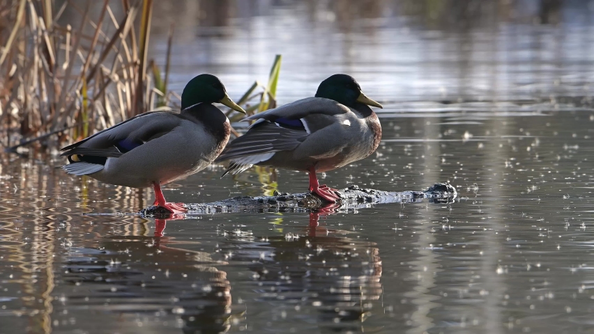 Two Mallard ducks or Wild ducks (Anas platyrhynchos) and Common moorhen bird (Gallinula chloropus), also known as the waterhen or swamp chicken, preening its feathers in the middle of the lake. 