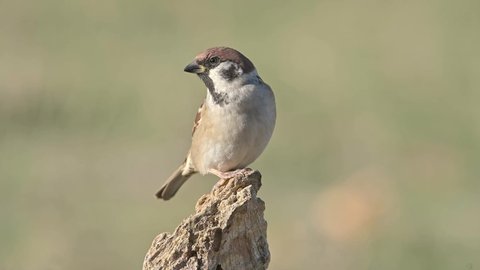 Bird Eurasian tree sparrow (Passer montanus) perched on a tree stump on a soft green background.