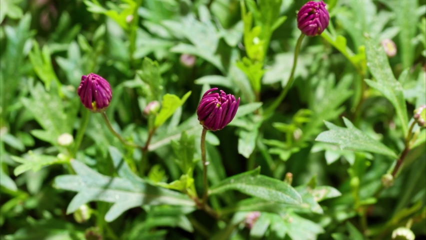Time lapse footage of blooming Purple flower Brachyscome iberidifolia from bud to full blossom in the garden, 4k video b roll shot.