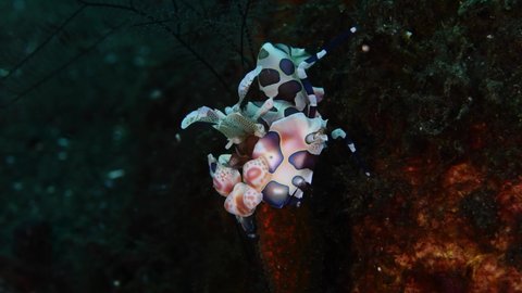 Harlequin Shrimp - Hymenocera picta feeding on a starfish. Underwater macro world of Tulamben, Bali, Indonesia. 4k video. 
