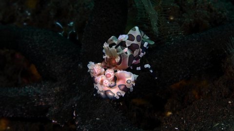 Harlequin Shrimp - Hymenocera picta feeding on a starfish. Underwater macro world of Tulamben, Bali, Indonesia. 4k video. 