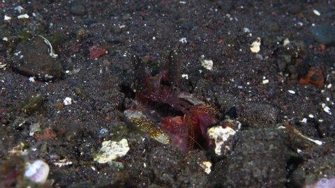 Red Mantis Shrimp - Lysiosquillina lisa hiding in a hole. Underwater macro world of Tulamben, Bali, Indonesia. 4k video. 