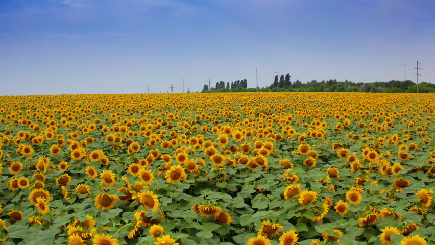 Lots of sunflowers swaying in the wind on summer day. Beautiful yellow and green field under the blue sky. Green trees and electric power supports at the backdrop.