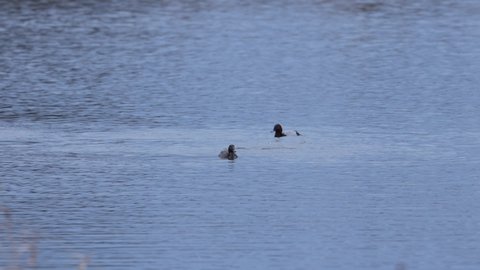 Swimming and diving Tufted Ducks on a Lake	
