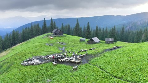 In the mountains of the Carpathians, Ukraine, a flock of sheep in the fog, filmed video by a drone copter, on the houses of shepherds and wild peaks, Svidovets ridge, Vorozheska valley.