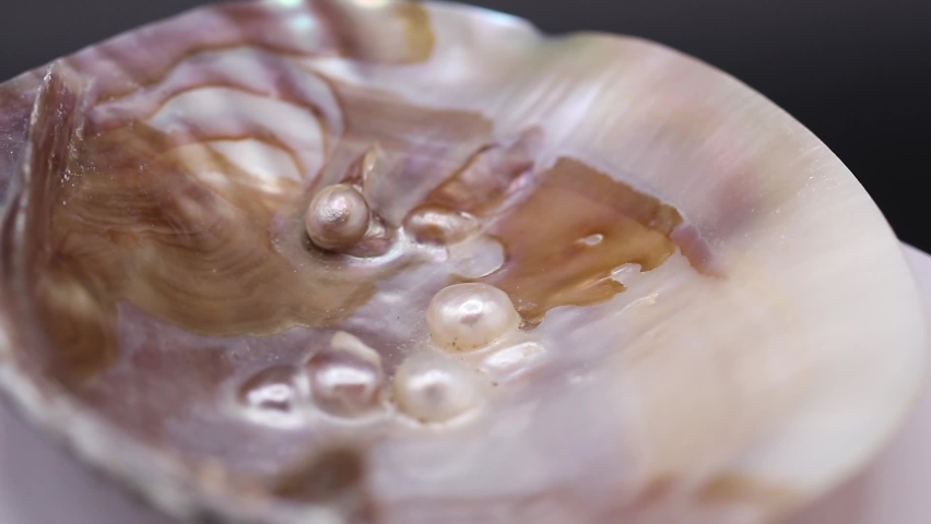 video of a mother-of-pearl shell with several natural pearls inside, Royalty-Free Stock Footage #1083348820