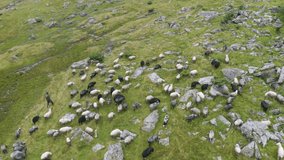 mountains of the Carpathians, Ukraine, in a foggy valley, a flock of sheep in  fog, filmed video by a drone copter, against the backdrop of a picturesque winding stream near Lake Vorozheska, Svidovec
