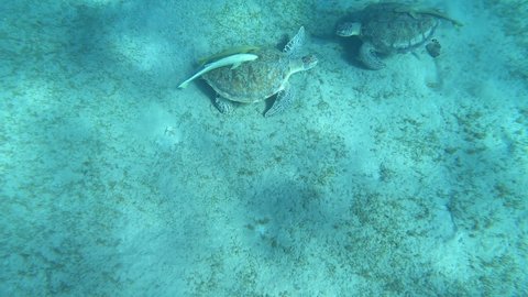 Green Sea Turtle, Chelonia mydas, Underwater.
