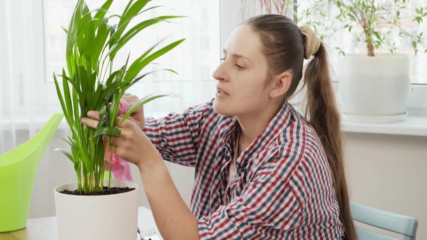 Young woman wiping dust from plant leaves at home after transplanting it in bigger pot. Concept of gardening, hobby, home planting.