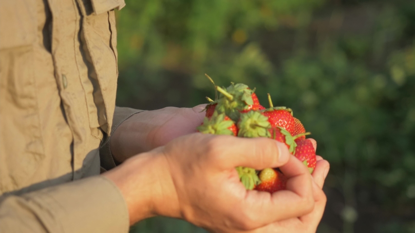 farmer's hands picking organic strawberries. harvesting fresh organic strawberries. strawberry close-up, home garden harvest, healthy food Royalty-Free Stock Footage #1083353791